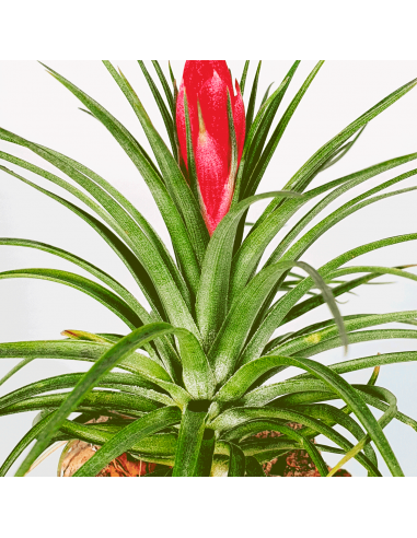 Tillandsia Holm's Stropi Ecoterrazas