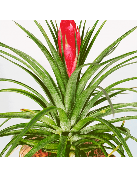 Holm's Stropi Tillandsia Ecoterrazas