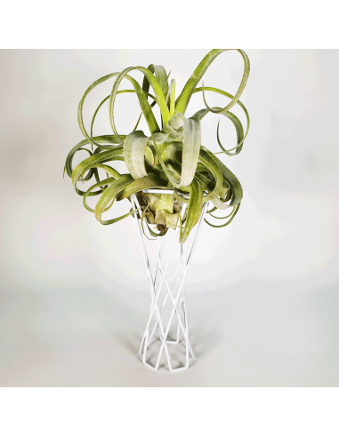 Soporte metal blanco reversible para Tillandsias Ecoterrazas