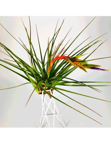 Tillandsia Tricolor Ecoterrazas