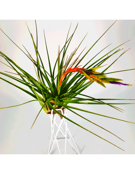 Tillandsia Tricolor Ecoterrazas