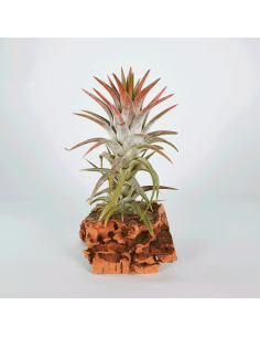 Ionantha Van Hyningii Tillandsia Ecoterrazas
