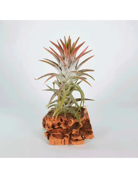 Tillandsia Ionantha Van Hyningii Ecoterrazas