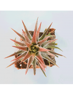 Ionantha Van Hyningii Tillandsia Ecoterrazas 2