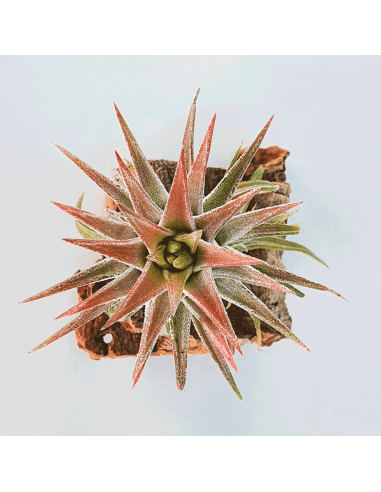 Tillandsia Ionantha Van Hyningii Ecoterrazas