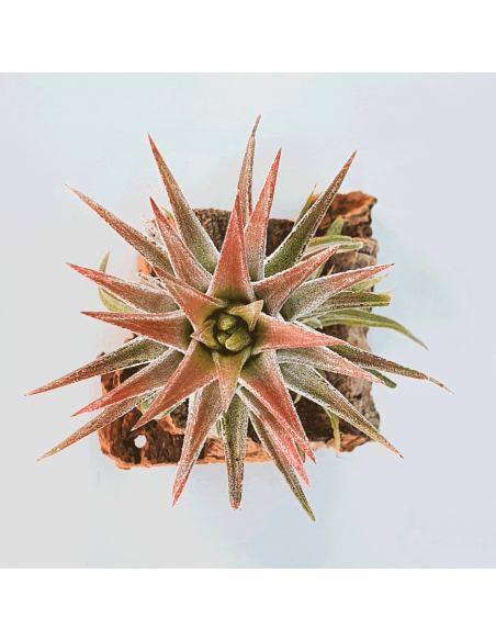 Tillandsia Ionantha Van Hyningii Ecoterrazas