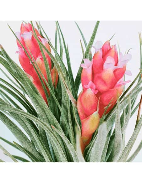 Houston Twin Tillandsia Ecoterrazas