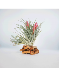 Houston Twin Tillandsia Ecoterrazas