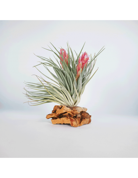 Houston Twin Tillandsia Ecoterrazas