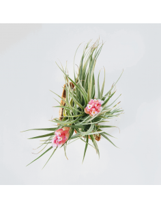Houston Twin Tillandsia Ecoterrazas 2