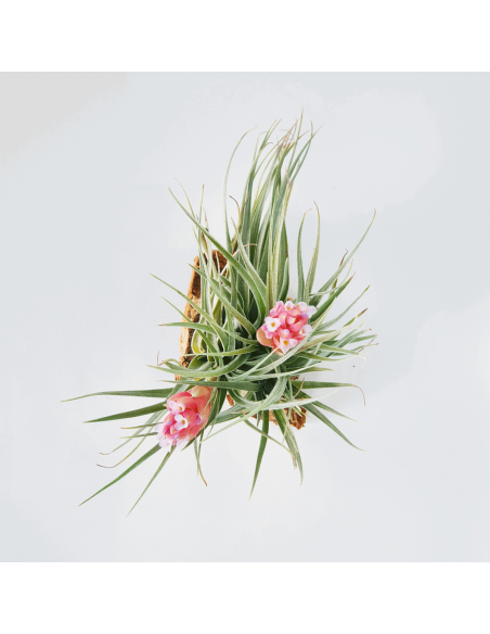 Houston Twin Tillandsia Ecoterrazas