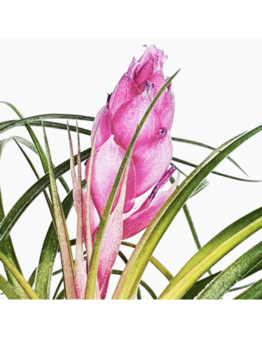 Tillandsia Stricta Rubra Ecoterrazas