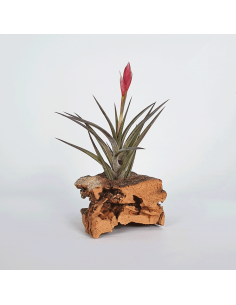 Jonesii Tillandsia Ecoterrazas