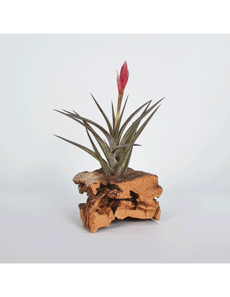 Jonesii Tillandsia Ecoterrazas