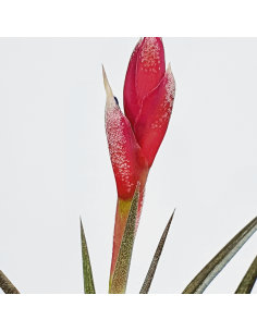 Jonesii Tillandsia Ecoterrazas 2