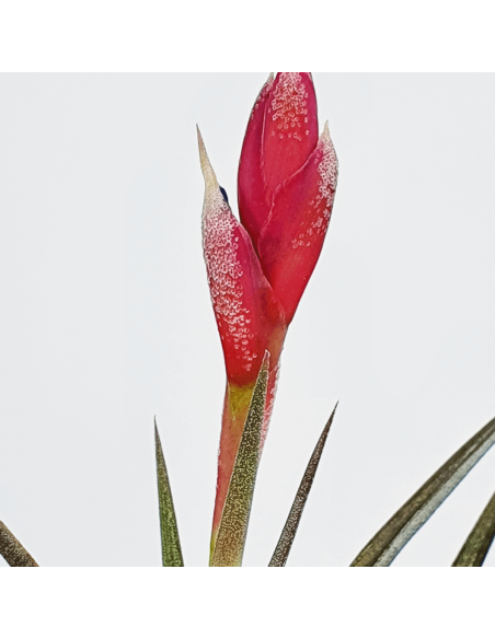 Jonesii Tillandsia Ecoterrazas