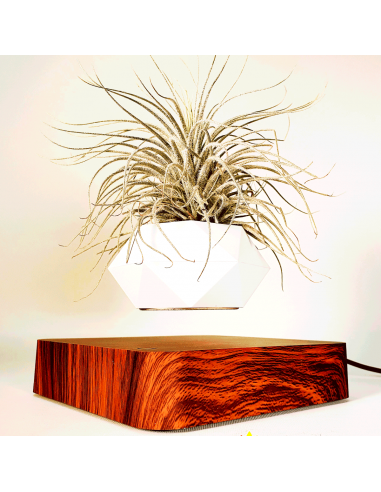 Tillandsia Tectorum Snow Ecoterrazas