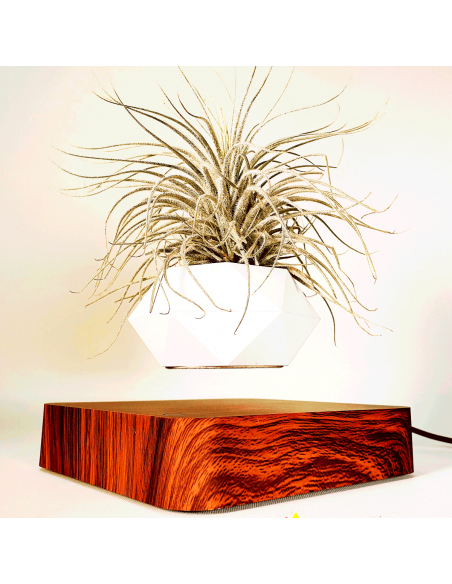 Tectorum snow Tillandsia Ecoterrazas