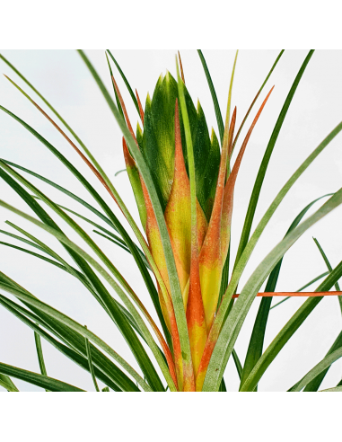 Tillandsia Punctulata Ecoterrazas