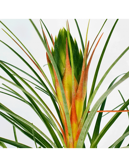 Punctulata Tillandsia Ecoterrazas