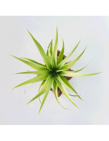 Tillandsia Capitata Duda Ecoterrazas