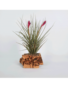 Tillandsia Tenuifolia Twin Ecoterrazas
