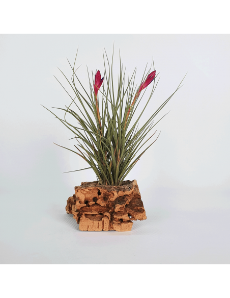 Tillandsia Tenuifolia Twin Ecoterrazas