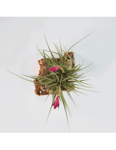 Tillandsia Tenuifolia Twin Ecoterrazas 2