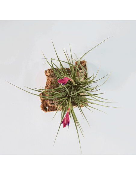 Tillandsia Tenuifolia Twin Ecoterrazas