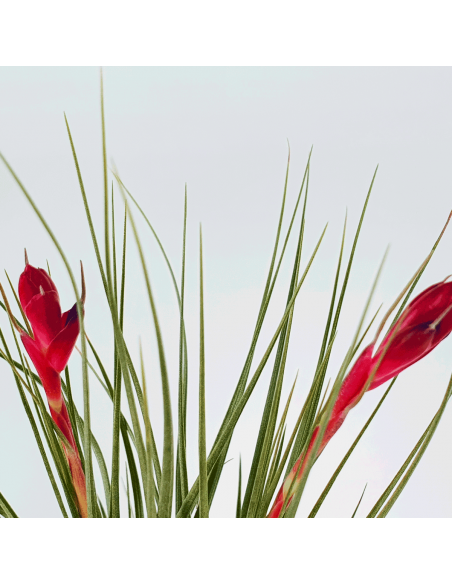 Tillandsia Tenuifolia Twin Ecoterrazas