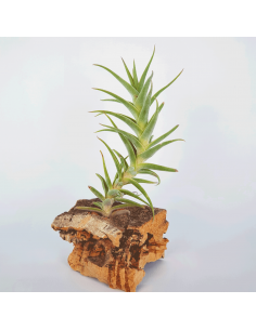 Tillandsia Purpurea Shooting Star Ecoterrazas