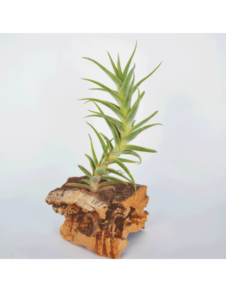 Tillandsia Purpurea Shooting Star Ecoterrazas