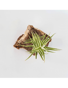 Tillandsia Purpurea Shooting Star Ecoterrazas 2