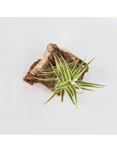 Tillandsia Purpurea Shooting Star Ecoterrazas