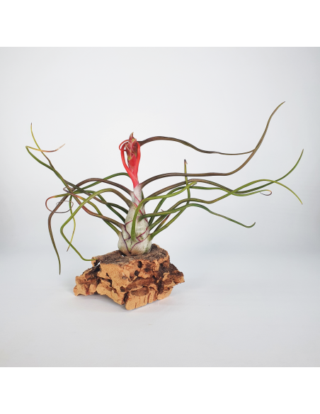 Tillandsia Bulbosa Ecoterrazas