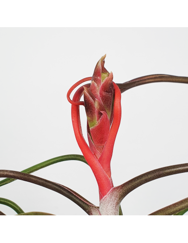 Tillandsia Bulbosa Ecoterrazas