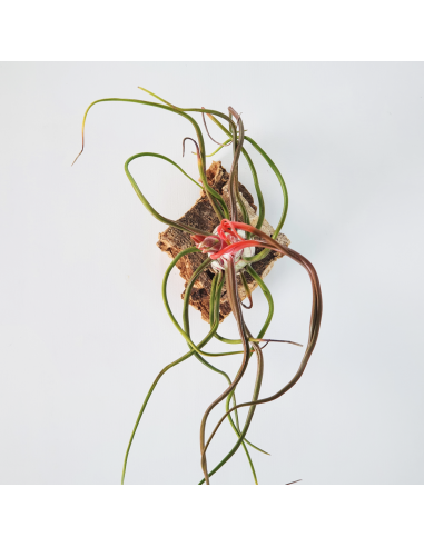 Tillandsia Bulbosa Ecoterrazas