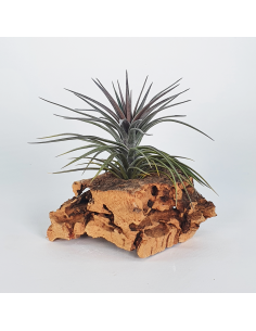 Tillandsia Holm's Twin Air Ecoterrazas
