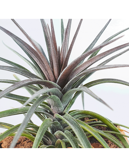 Holm's Twin Air Tillandsia Ecoterrazas
