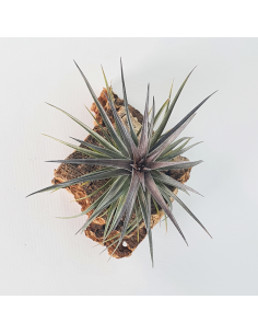 Tillandsia Holm's Twin Air Ecoterrazas 2