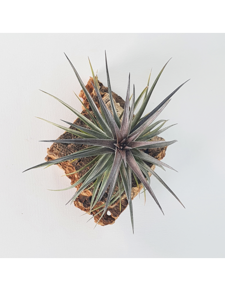 Holm's Twin Air Tillandsia Ecoterrazas