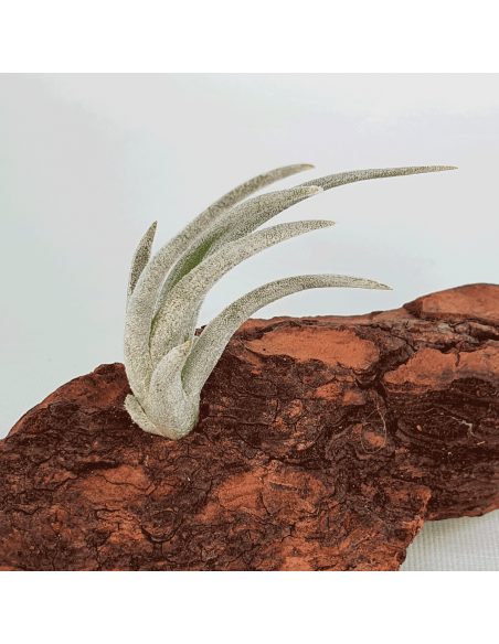 Tillandsia Mitlaensis Ecoterrazas