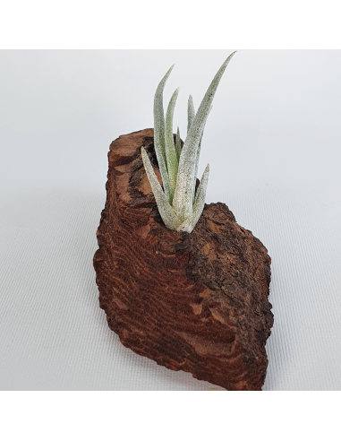 Tillandsia Mitlaensis Ecoterrazas