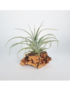Tillandsia Pohliana Ecoterrazas