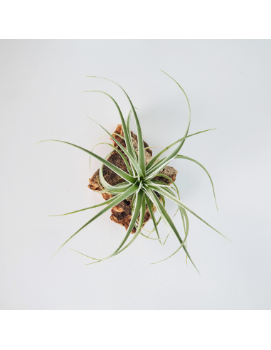 Tillandsia Pohliana Ecoterrazas