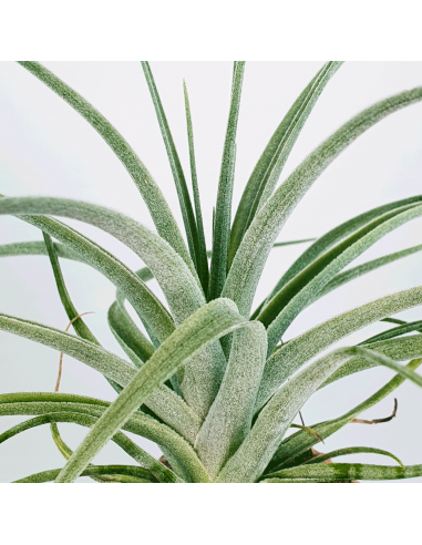 Tillandsia Pohliana Ecoterrazas