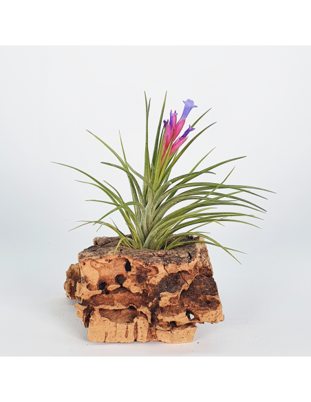 Tillandsia Neglecta x Seideliana Ecoterrazas