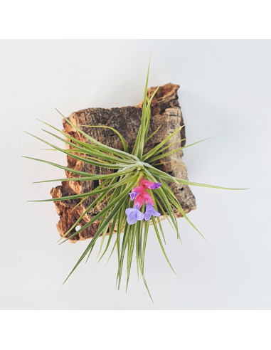 Tillandsia Neglecta x Seideliana Ecoterrazas