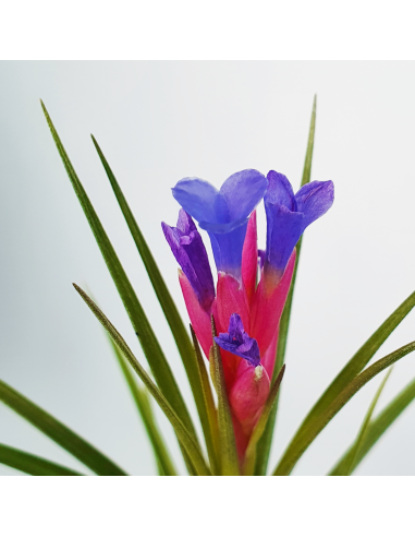 Tillandsia Neglecta x Seideliana Ecoterrazas