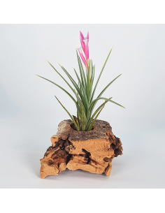 Tillandsia Pulchella Ecoterrazas